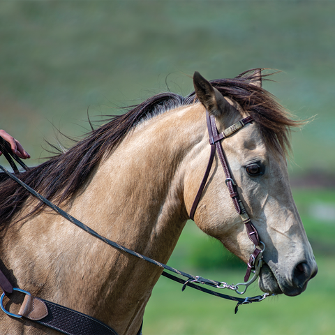 Rawhide Browband Headstall Double Trim