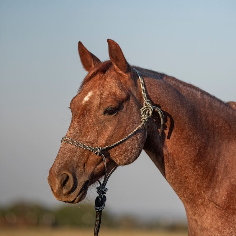 Rope Halter and 9-foot Leadrope