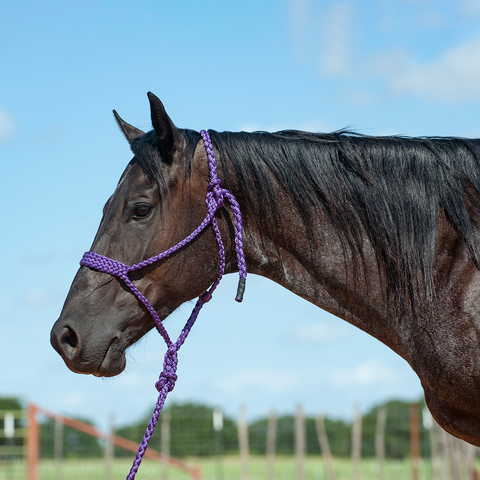 Flat Braid Halter with Leadrope