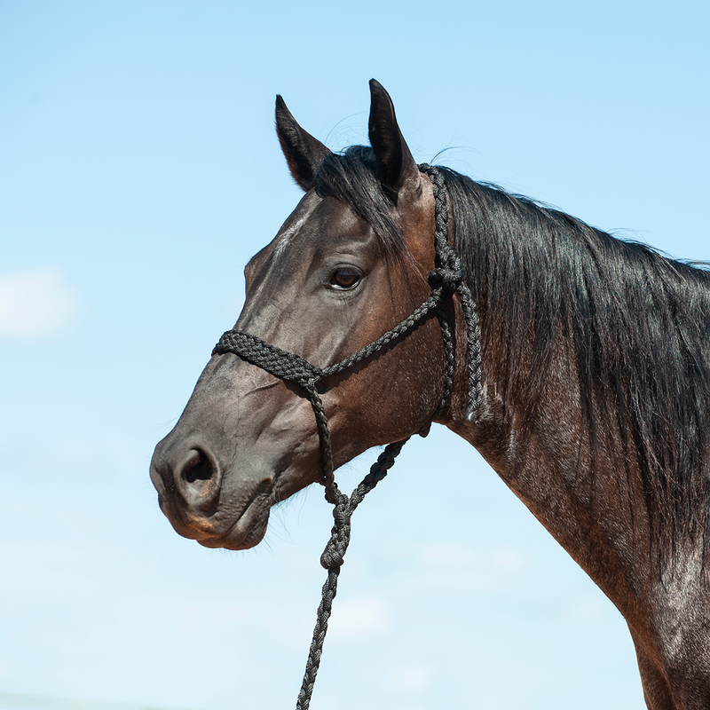Flat Braid Halter with Leadrope Black