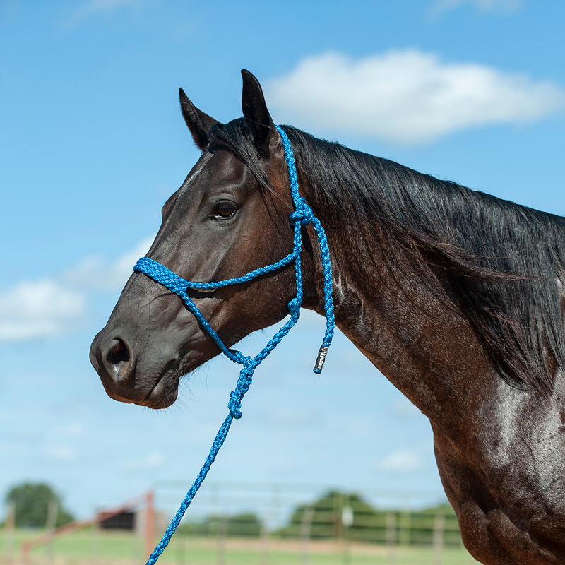 Flat Braid Halter with Leadrope Blue