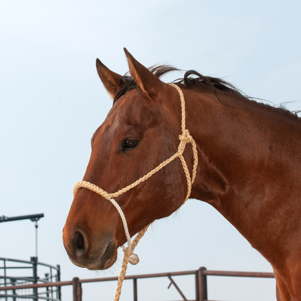 CLASSIC Rope Nose Halter and Leadrope